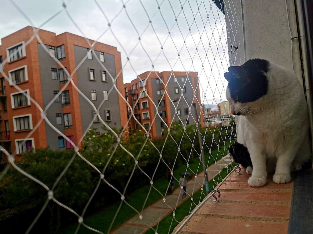Proteger a tu gato de las caídas desde ventanas, balcones y terrazas
