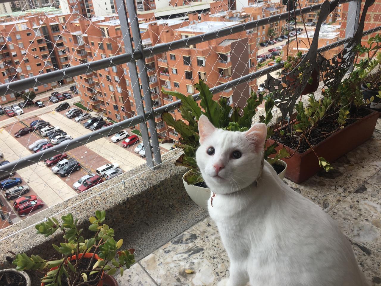 manual embargo Pequeño Mallas de Seguridad en Bogotá | Mallas de Seguridad para gatos y niños